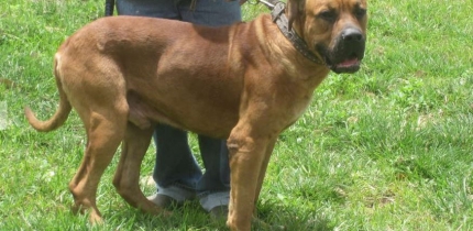 Lockerbie Vet Services 